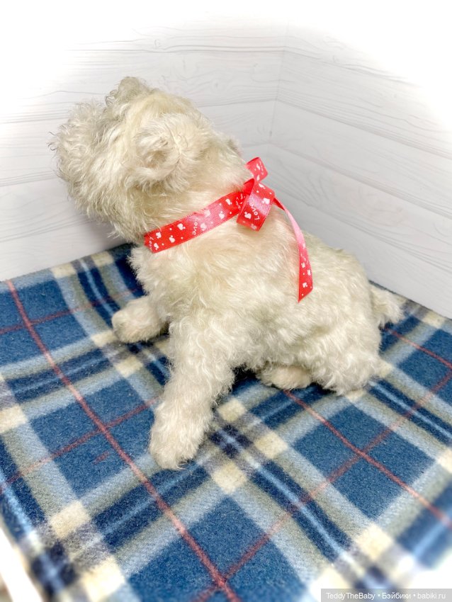 Bella 🐶тедди щенок шнау натюр