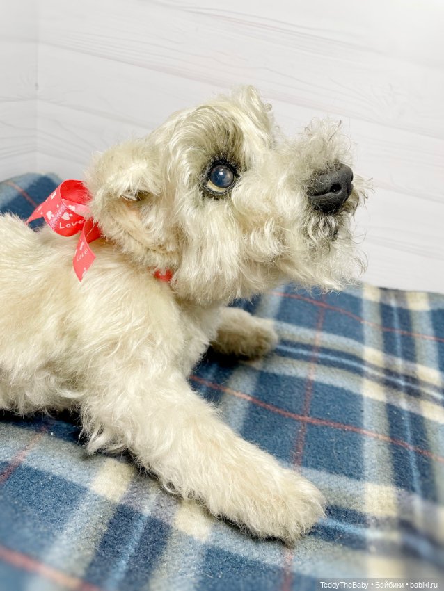 Bella 🐶тедди щенок шнау натюр