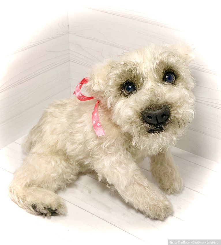 Bella 🐶тедди щенок шнау натюр (фото 2)