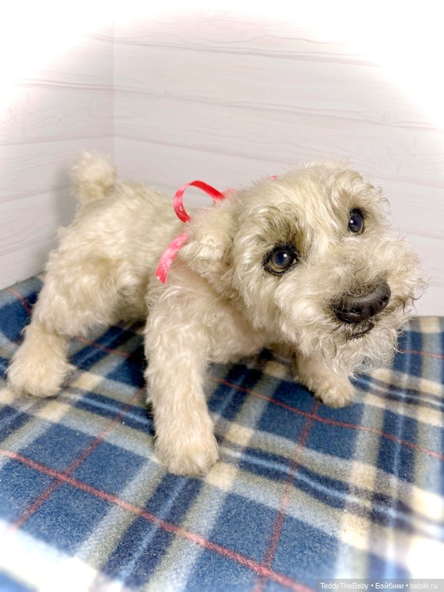 Bella 🐶тедди щенок шнау натюр