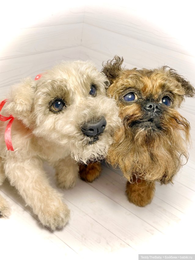 Šhrek и Bella. Щенки тедди натюр 🐶🐾 (фото 9)