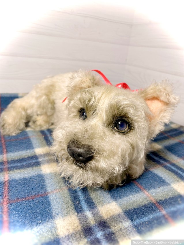 Bella 🐶тедди щенок шнау натюр