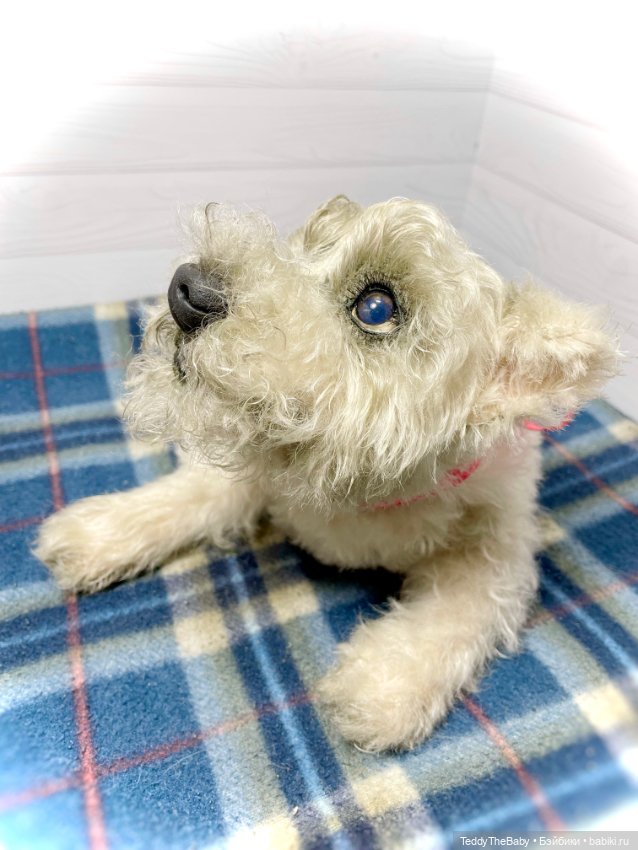 Bella 🐶тедди щенок шнау натюр