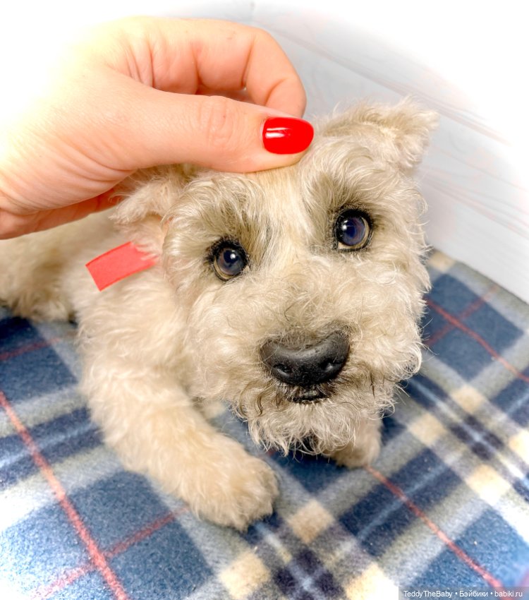 Bella 🐶тедди щенок шнау натюр