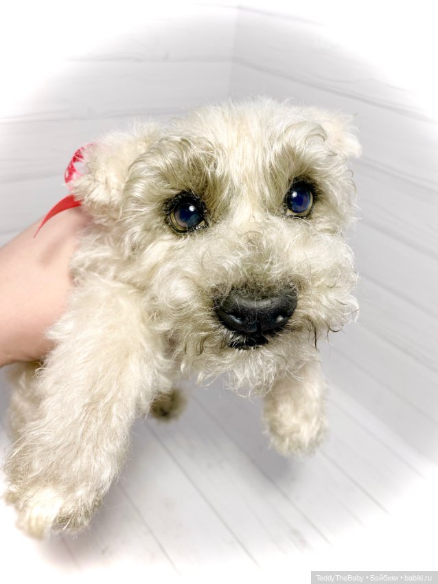 Bella 🐶тедди щенок шнау натюр (фото 3)