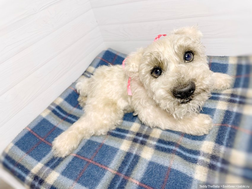 Bella 🐶тедди щенок шнау натюр (фото 5)
