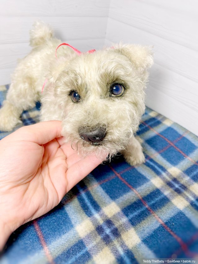 Bella 🐶тедди щенок шнау натюр