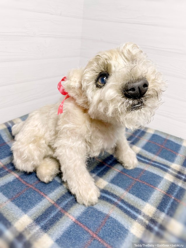 Bella 🐶тедди щенок шнау натюр