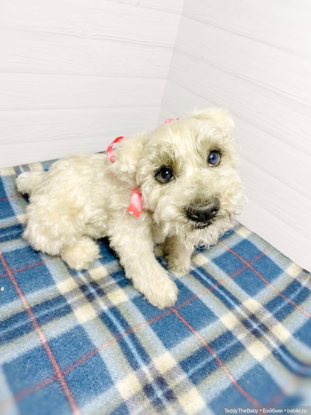 Bella 🐶тедди щенок шнау натюр