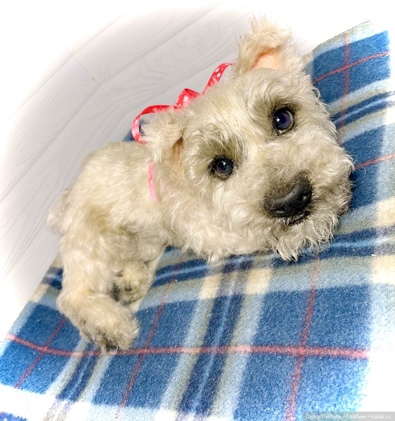 Bella 🐶тедди щенок шнау натюр