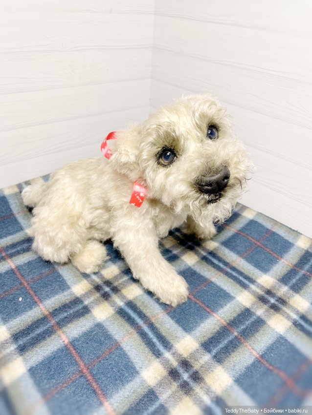 Bella 🐶тедди щенок шнау натюр