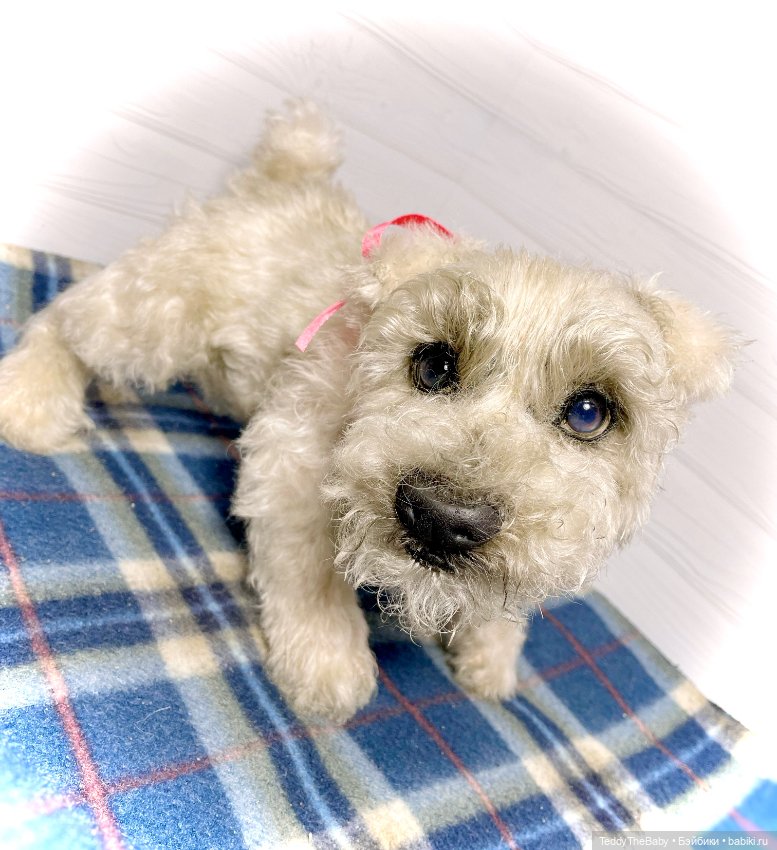 Bella 🐶тедди щенок шнау натюр