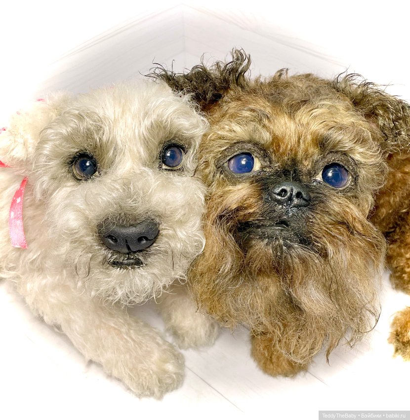 Šhrek и Bella. Щенки тедди натюр 🐶🐾 (фото 4)