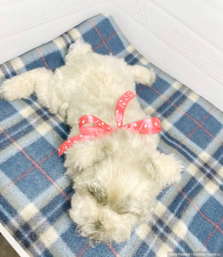 Bella 🐶тедди щенок шнау натюр (фото 7)