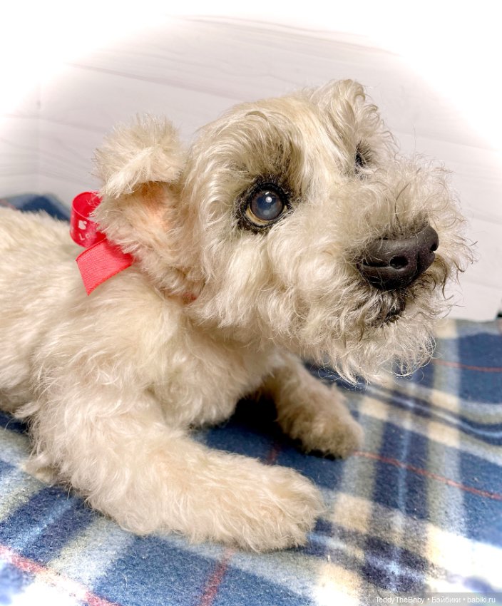 Bella 🐶тедди щенок шнау натюр