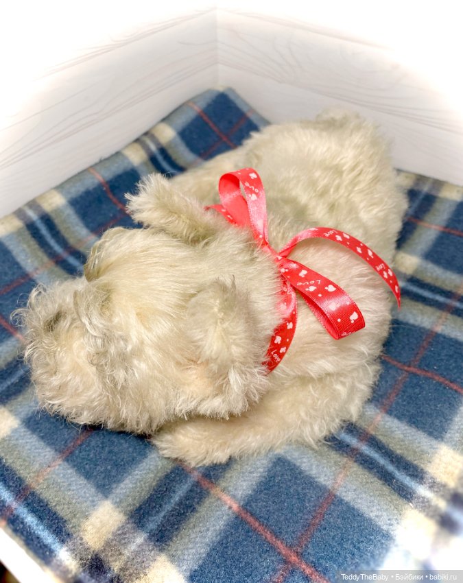 Bella 🐶тедди щенок шнау натюр