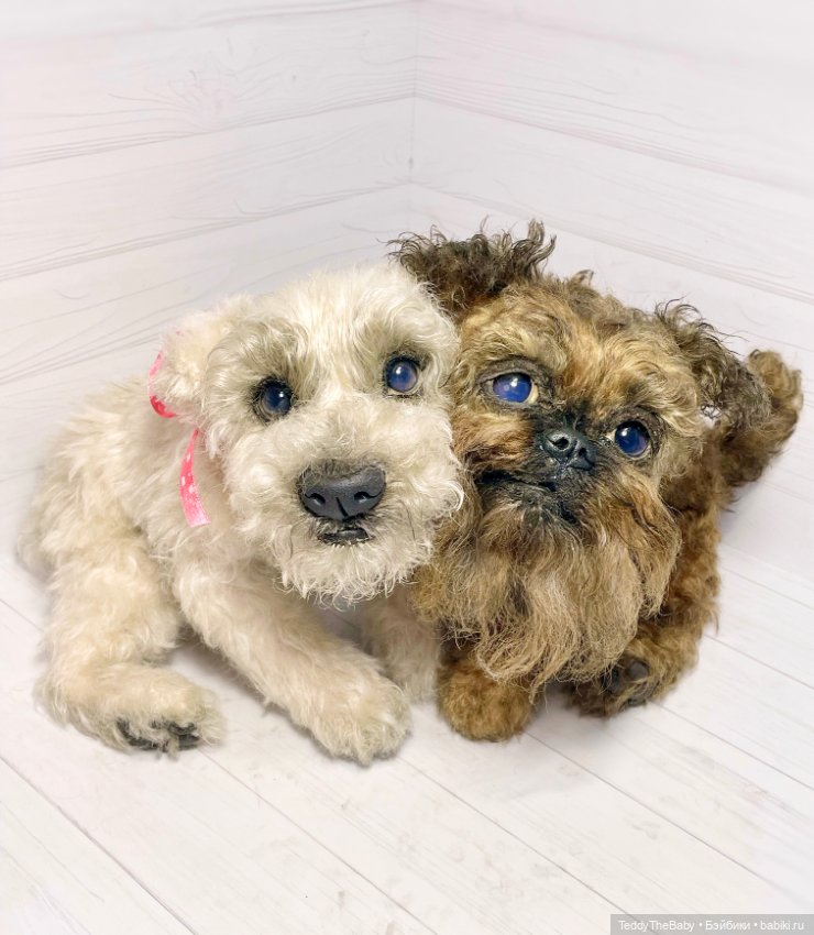 Šhrek и Bella. Щенки тедди натюр 🐶🐾 (фото 6)