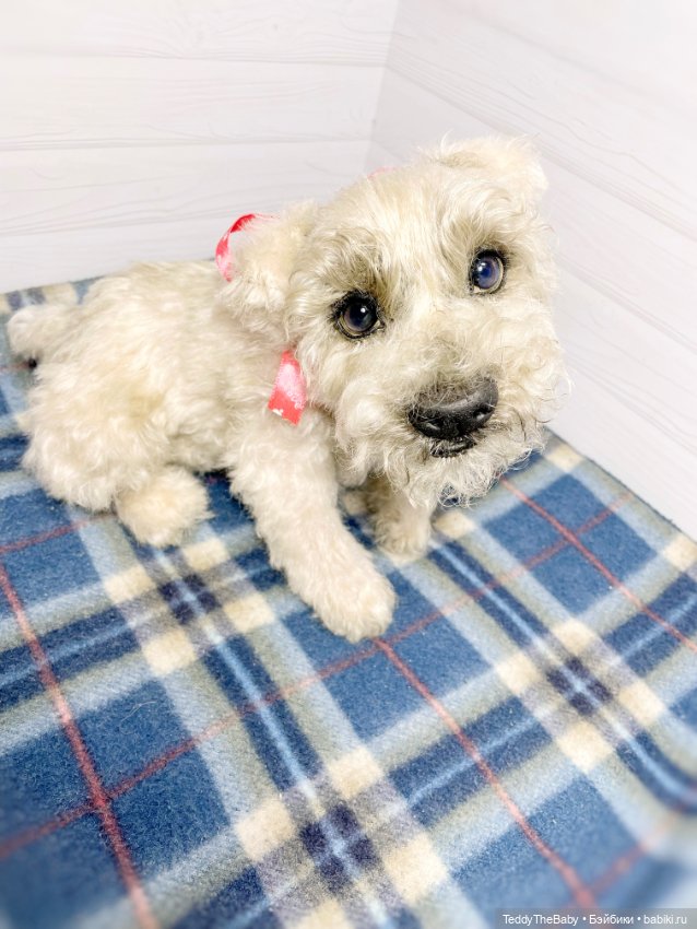 Bella 🐶тедди щенок шнау натюр (фото 10)