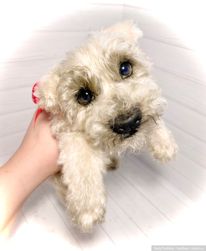 Bella 🐶тедди щенок шнау натюр