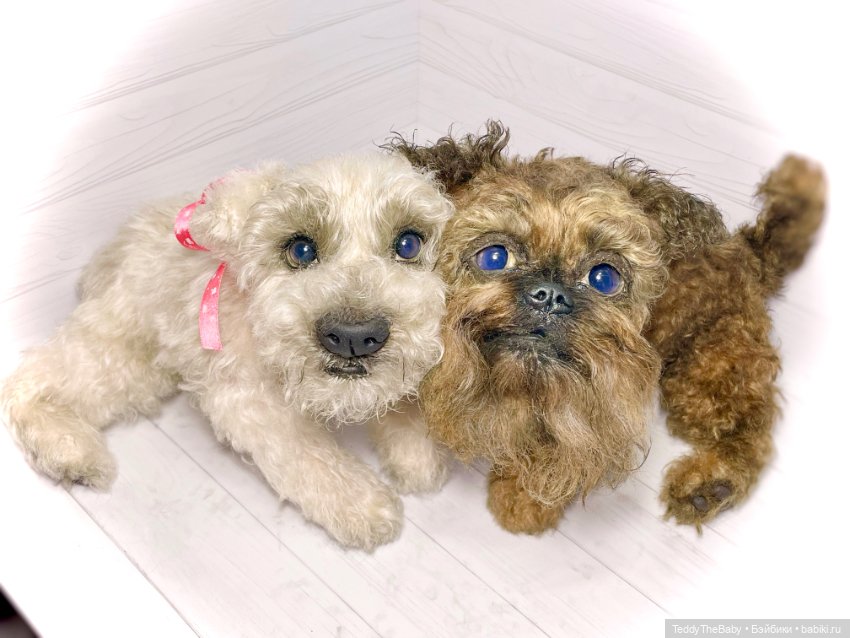 Šhrek и Bella. Щенки тедди натюр 🐶🐾 (фото 5)