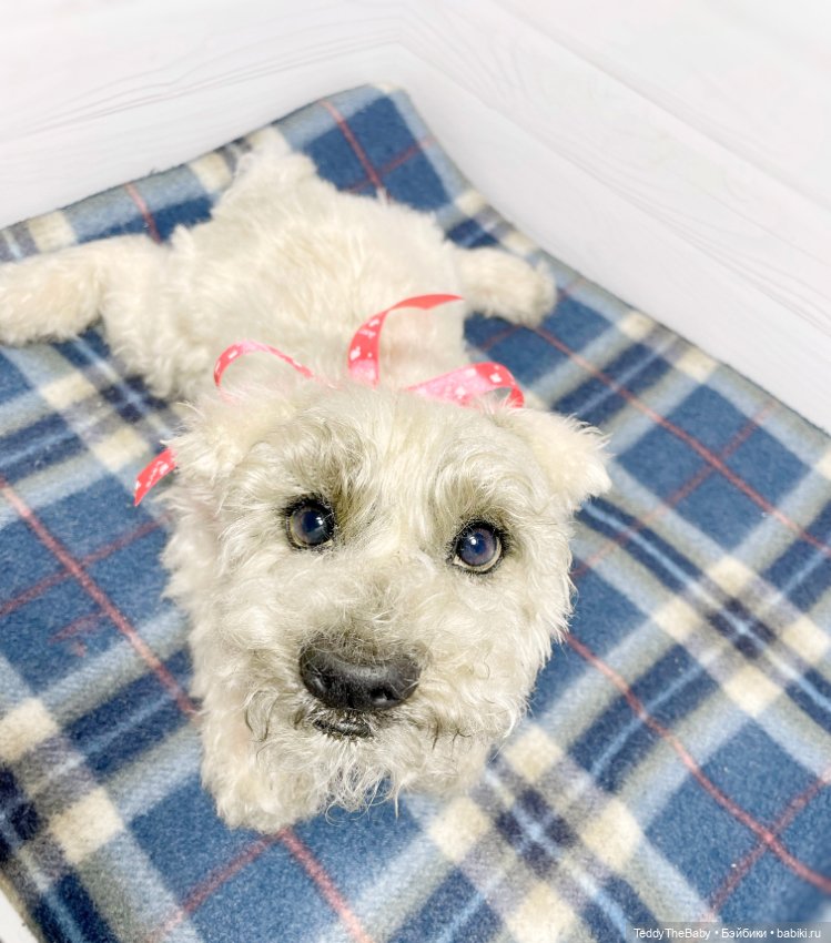 Bella 🐶тедди щенок шнау натюр (фото 6)