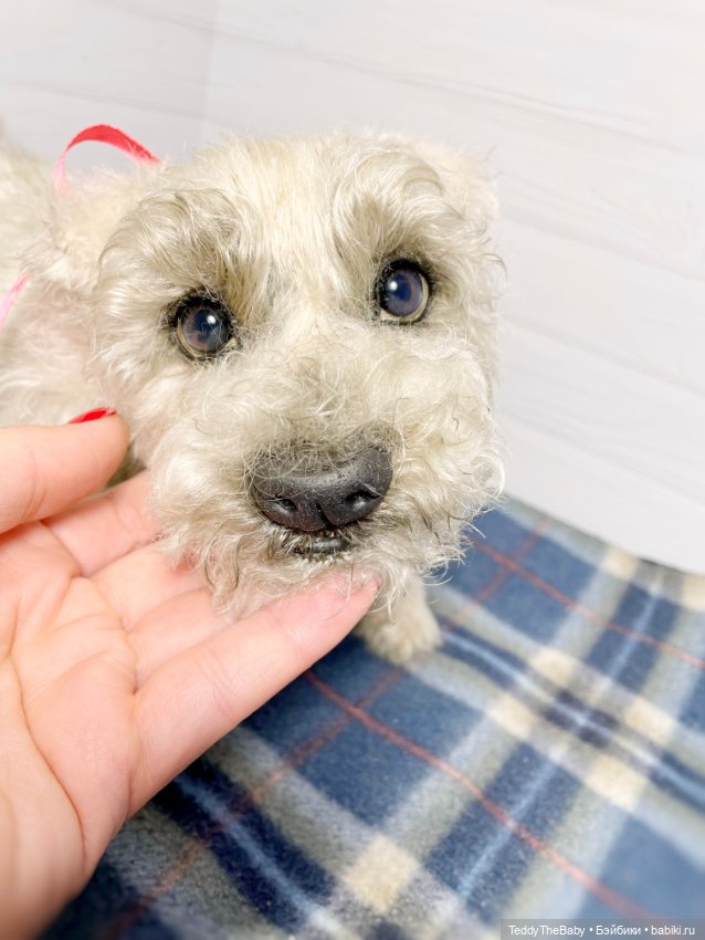 Bella 🐶тедди щенок шнау натюр