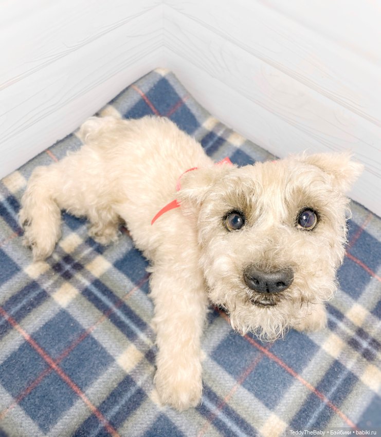 Bella 🐶тедди щенок шнау натюр