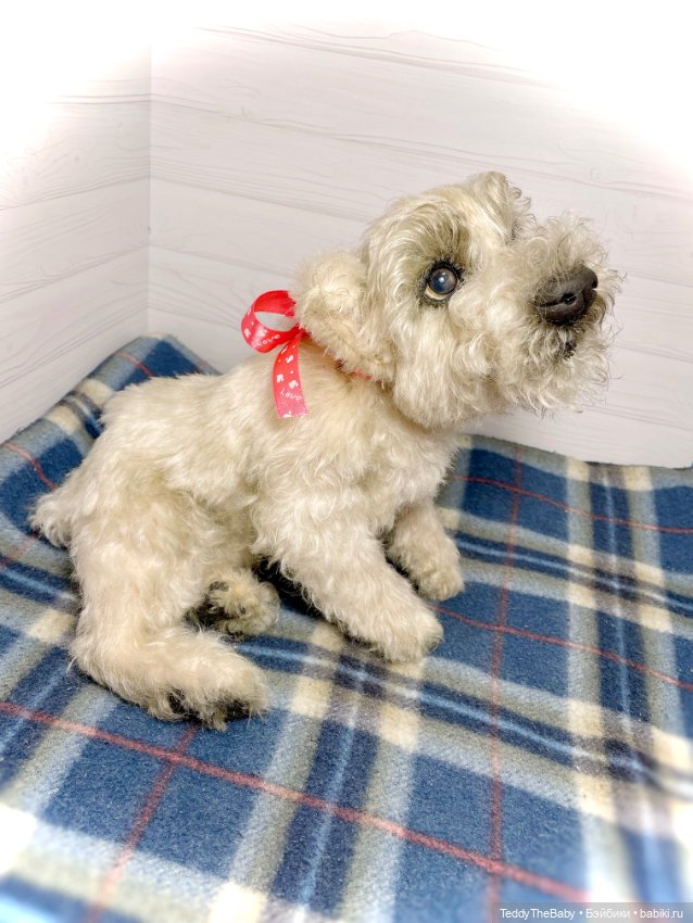 Bella 🐶тедди щенок шнау натюр