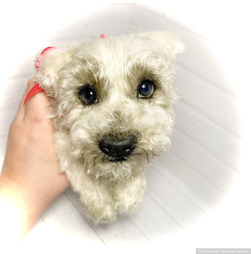 Bella 🐶тедди щенок шнау натюр (фото 4)