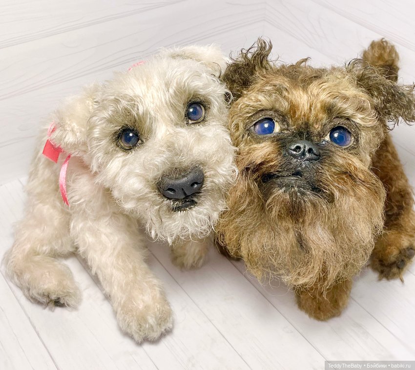 Šhrek и Bella. Щенки тедди натюр 🐶🐾 (фото 8)