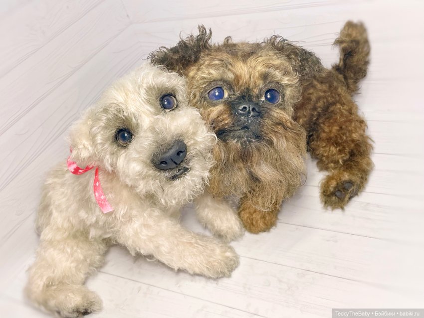 Šhrek и Bella. Щенки тедди натюр 🐶🐾 (фото 3)