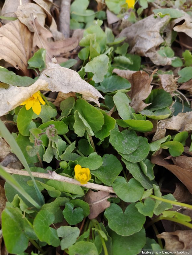 Весна, вернись — Куклы Peaks Woods (Пиксвудс): BJD (БЖД) (фото 10)