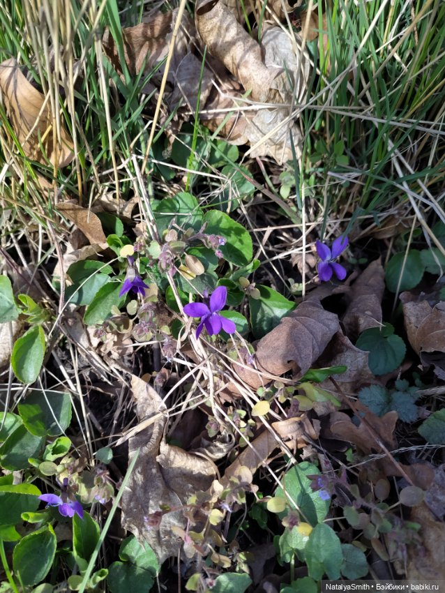 Весна, вернись — Куклы Peaks Woods (Пиксвудс): BJD (БЖД) (фото 9)