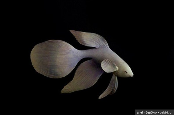 Изящные мифические скульптуры Йошимаса Цучия