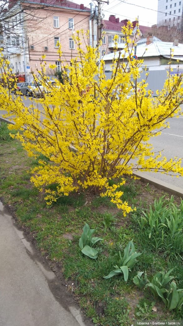 Линда тоже принарядилась в ожидании тепла