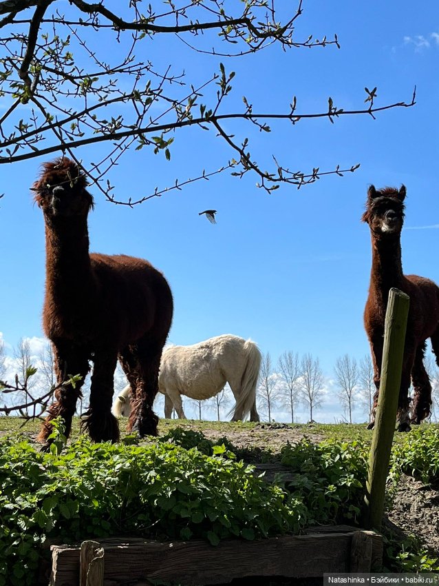 Fashion Dolls 341 — Туризм и путешествия: фотоотчеты из поездок (фото 3)