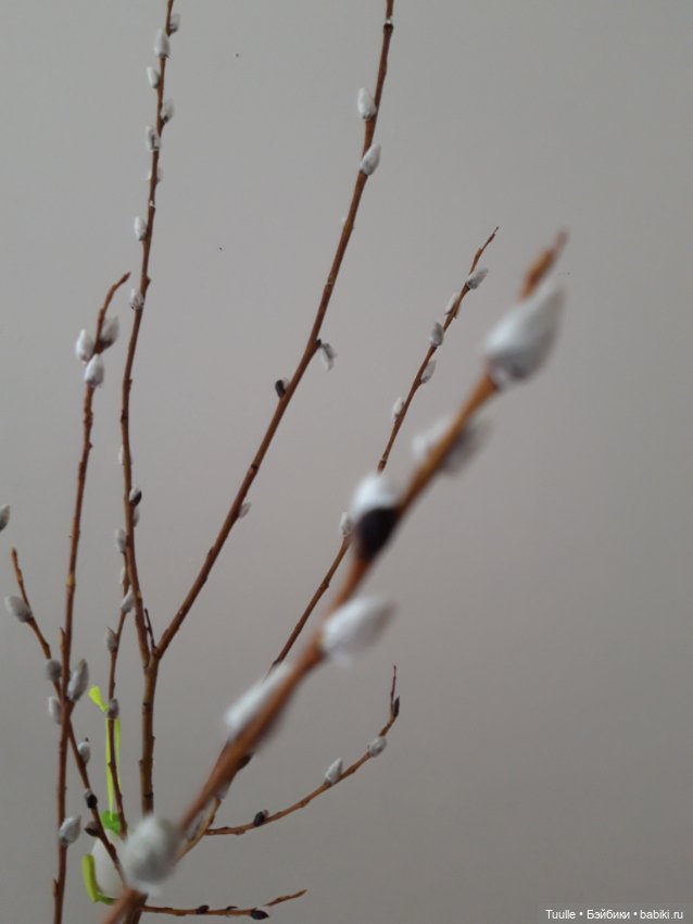 Как лютеране и католики празднуют Вербное воскресенье (фото 2)