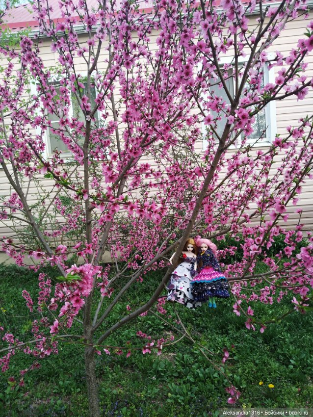 Весенние феи... или дикий персик (фото 3)