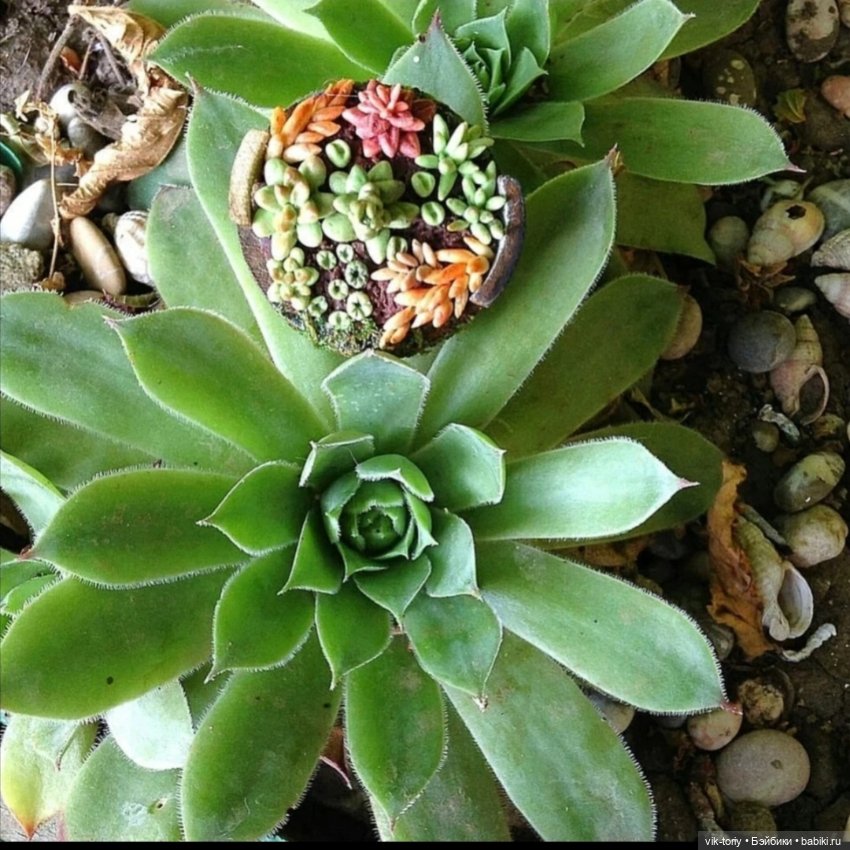 Любителям миниатюры и... суккулентам... Посвящается (фото 5)