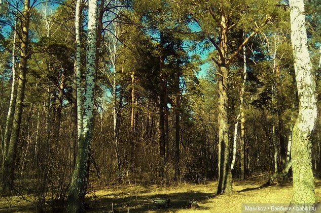 Первая весенняя прогулка в лес - ищем цветочки (фото 2)