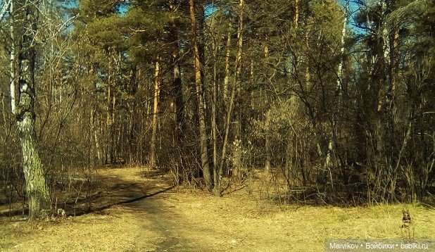 Первая весенняя прогулка в лес - ищем цветочки