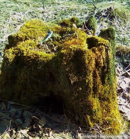 Первая весенняя прогулка в лес - ищем цветочки