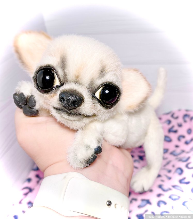 Чарли, 🐶🐾подвижный тедди чихуахуа (фото 7)