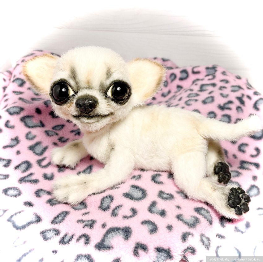 Чарли, 🐶🐾подвижный тедди чихуахуа (фото 4)