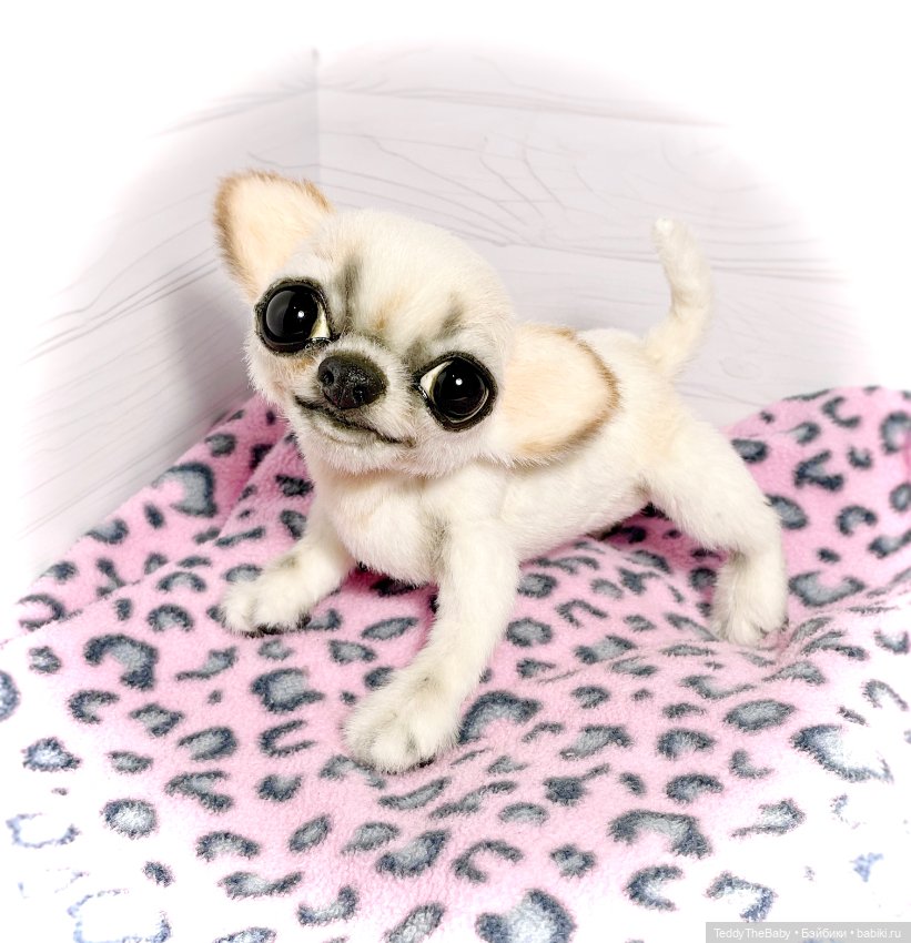 Чарли, 🐶🐾подвижный тедди чихуахуа (фото 8)