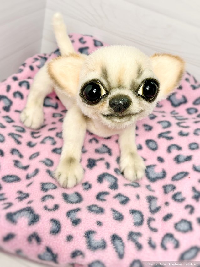 Чарли, 🐶🐾подвижный тедди чихуахуа