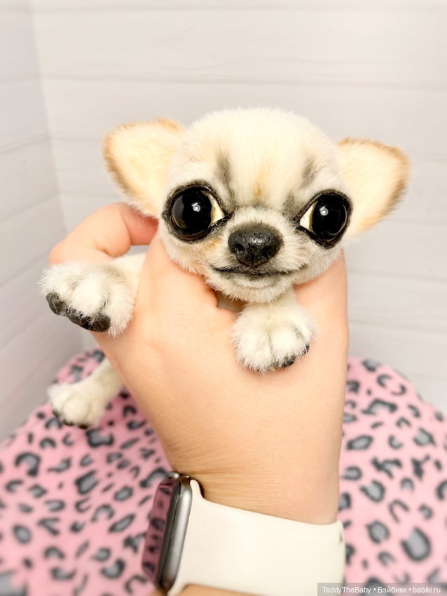 Чарли, 🐶🐾подвижный тедди чихуахуа