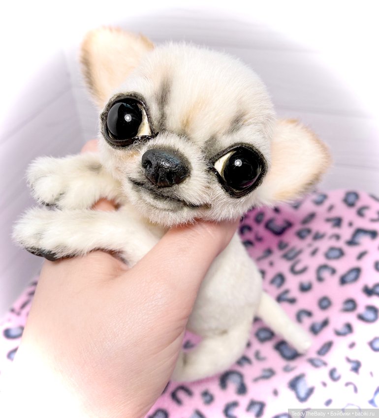 Чарли, 🐶🐾подвижный тедди чихуахуа (фото 2)