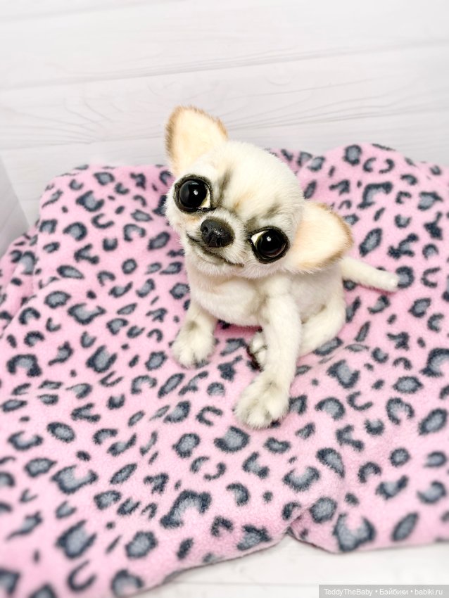 Чарли, 🐶🐾подвижный тедди чихуахуа