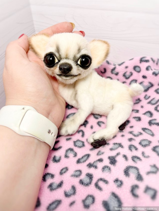 Чарли, 🐶🐾подвижный тедди чихуахуа